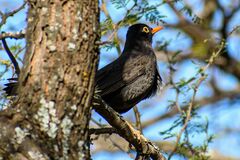 Turdus chiguanco