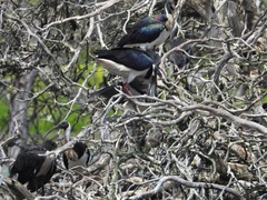 Threskiornis spinicollis