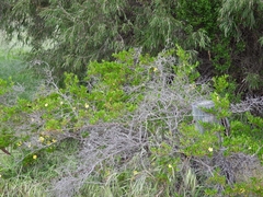Hibbertia cuneiformis