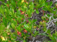 Hibbertia cuneiformis