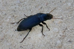 Harpalus caliginosus