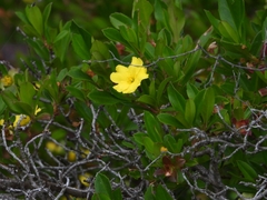 Hibbertia cuneiformis