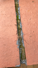 Odiellus spinosus
