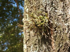 Tillandsia tricholepis