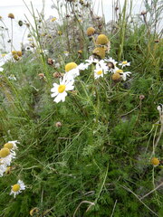Tripleurospermum hookeri