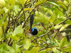 Malurus lamberti