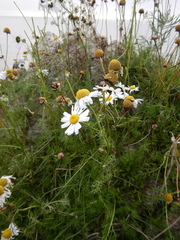 Tripleurospermum hookeri