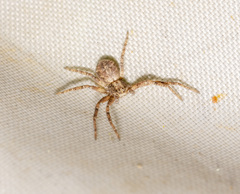 Philodromus aureolus