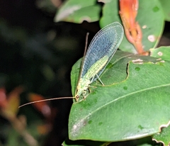 Apertochrysa edwardsi