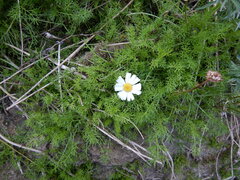 Tripleurospermum hookeri