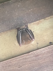 Cynopterus brachyotis