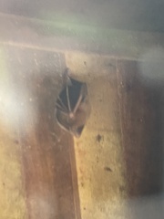 Cynopterus brachyotis