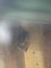 Cynopterus brachyotis