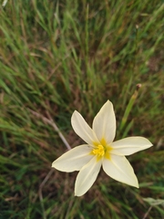 Moraea