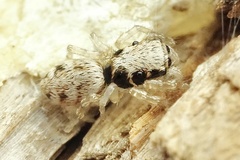 Salticus