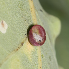 Neuroterus albipes