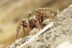 Pardosa