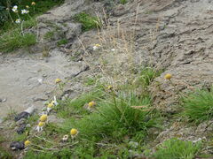 Deschampsia cespitosa cespitosa