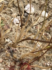 Ornithogalum hispidum