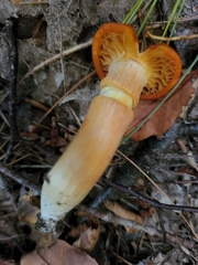 Hygrocybe punicea