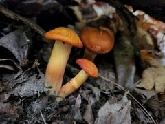 Hygrocybe punicea