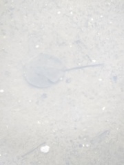 Carcinoscorpius rotundicauda