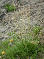 Deschampsia cespitosa cespitosa