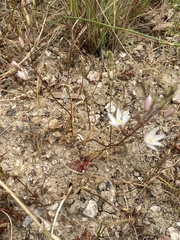 Ornithogalum hispidum