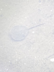 Carcinoscorpius rotundicauda