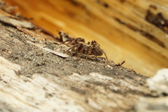Pardosa