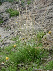 Deschampsia cespitosa cespitosa