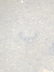 Carcinoscorpius rotundicauda