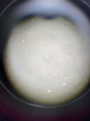 Carcinoscorpius rotundicauda