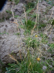 Deschampsia cespitosa cespitosa