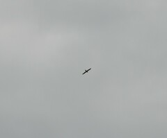 Accipiter