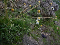 Deschampsia cespitosa cespitosa