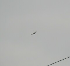 Accipiter