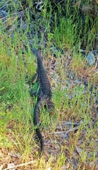 Varanus gouldii