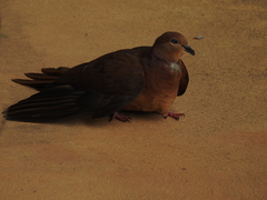 Macropygia phasianella