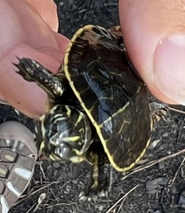 Deirochelys reticularia