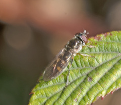 Platycheirus albimanus