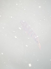 Mayaheros urophthalmus