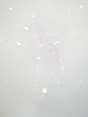 Mayaheros urophthalmus