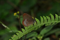 Godartiana muscosa