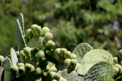 Opuntia joconostle