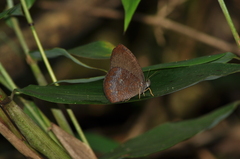 Godartiana muscosa