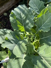 Brassica