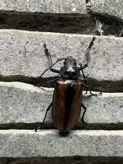 Rhaphipodus suturalis