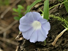 Ipomoea lindheimeri