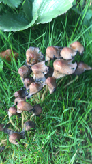 Coprinellus micaceus